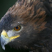 profile image of Westweald Falconry
