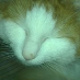 profile image of Timeri Urhegyi