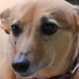 profile image of Sophie Culleton