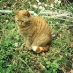 Rose Moss