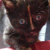 profile image of Gillian Harris