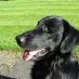 Steve Blackdog
