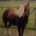 profile image of Alison Witherston