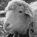 profile image of Bob Nunyabidness