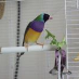 profile image of Rainbow Finch