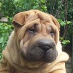 profile image of Britt Renz