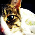 profile image of Sally LeDrew