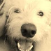 profile image of Chetty Roma