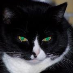 profile image of Walter Bigman