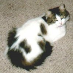 Daisy Cat