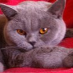 profile image of Robin Appleby