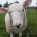 profile image of Georgie Porgy Strand