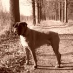 Iepie Dorenbos