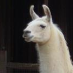 profile image of Rosemary Crampton