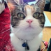 profile image of Patricia Bottom