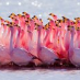 Pink Mingo