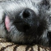 profile image of Philip Buckley