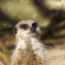 profile image of Samantha Dawkins