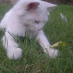 profile image of Tyss