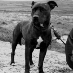 Gypsy Barker