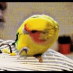 profile image of Rosie Cheeks