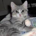 profile image of Kushka Mistyeyes