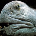 profile image of Rune Thorvaldsen