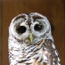 profile image of Steve Taylor