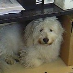 profile image of Nino Wag
