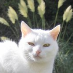 John Spencer