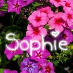 Sophie Winter