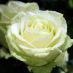 Rose Roth