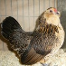 profile image of Jenny Howl