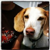 profile image of Sean Shereston