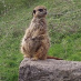 profile image of Anna Hardie
