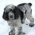 profile image of Julian Foxon