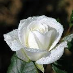 profile image of Tasnim Naz