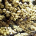 Shade Lapite