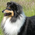 profile image of Julie Growcott