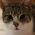 profile image of Catherine El-Houdaigui