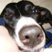 profile image of Sue Chadwick