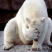 Bryan Greenhalgh