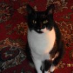 profile image of Lesley Howson