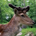 profile image of Benny Dahl