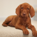 Egi Vizsla