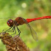 profile image of Iara Sequeiros