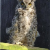 profile image of Steve Dixon