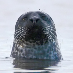 profile image of Whobiggs