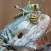 profile image of Debbie Campbell