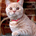 profile image of M Morris